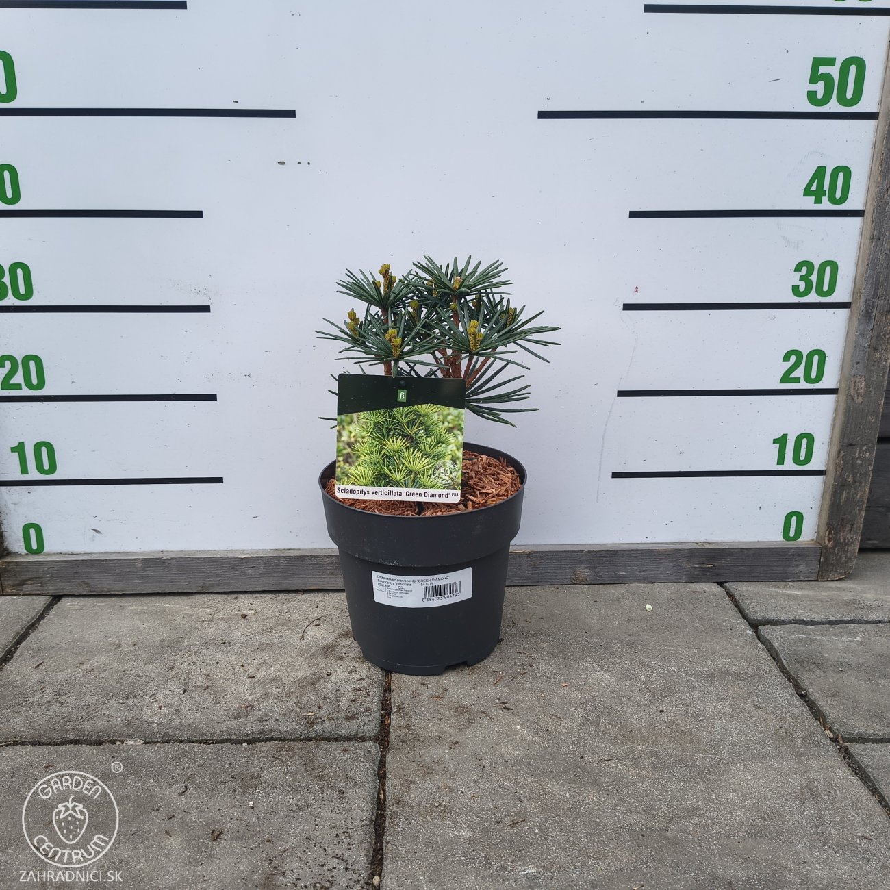 Obrázok Dáždnikovec praslenovitý (Sciadopitys Verticillata) ´GREEN DIAMOND´ - japonská borovica – výška: 25-35 cm, kont. C3L (-29°C)